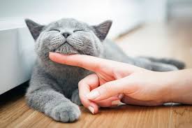 Ingin Merawat Kucing? Ini Cara Mudah Merawatnya