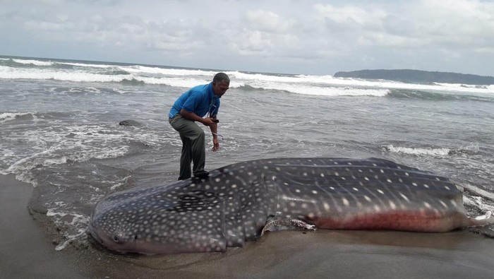 Bangkai Hiu Tutul Berbobot 1 Ton Terdampar di Pantai Pangandaran