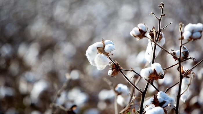 Trump Tak Jadi Larang Impor Tomat dan Kapas China